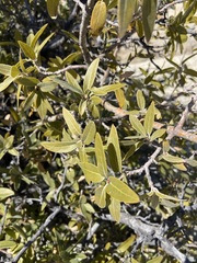 Quercus peninsularis