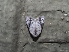 Meganola ascripta