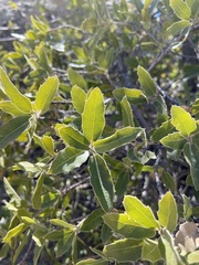 Quercus peninsularis