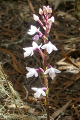 Cynorkis breviplectra