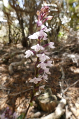 Cynorkis breviplectra