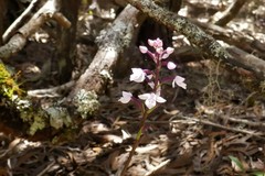 Cynorkis breviplectra