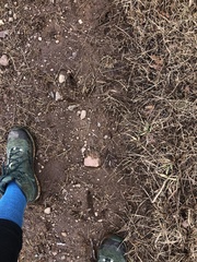 Meleagris gallopavo silvestris