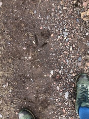 Meleagris gallopavo silvestris