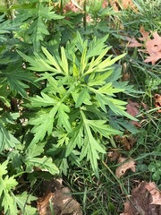 Artemisia vulgaris