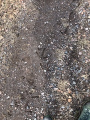 Meleagris gallopavo silvestris