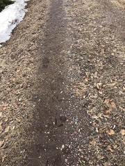 Meleagris gallopavo silvestris