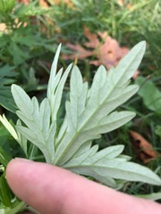 Artemisia vulgaris