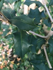 Ilex opaca