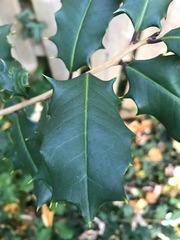 Ilex opaca