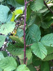Rubus occidentalis