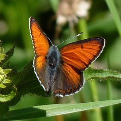 Lycaena hippothoe hippothoe