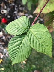 Rubus occidentalis