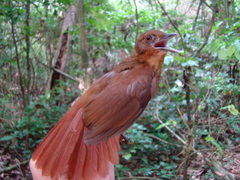 Automolus melanopezus