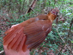 Automolus melanopezus