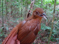 Automolus melanopezus