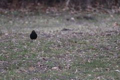 Turdus merula