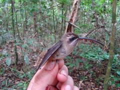 Phaethornis malaris