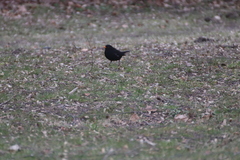 Turdus merula