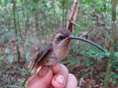 Phaethornis malaris