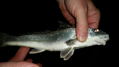 Menticirrhus americanus