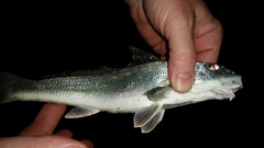 Menticirrhus americanus