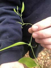 Smilax smallii