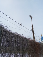 Corvus cornix
