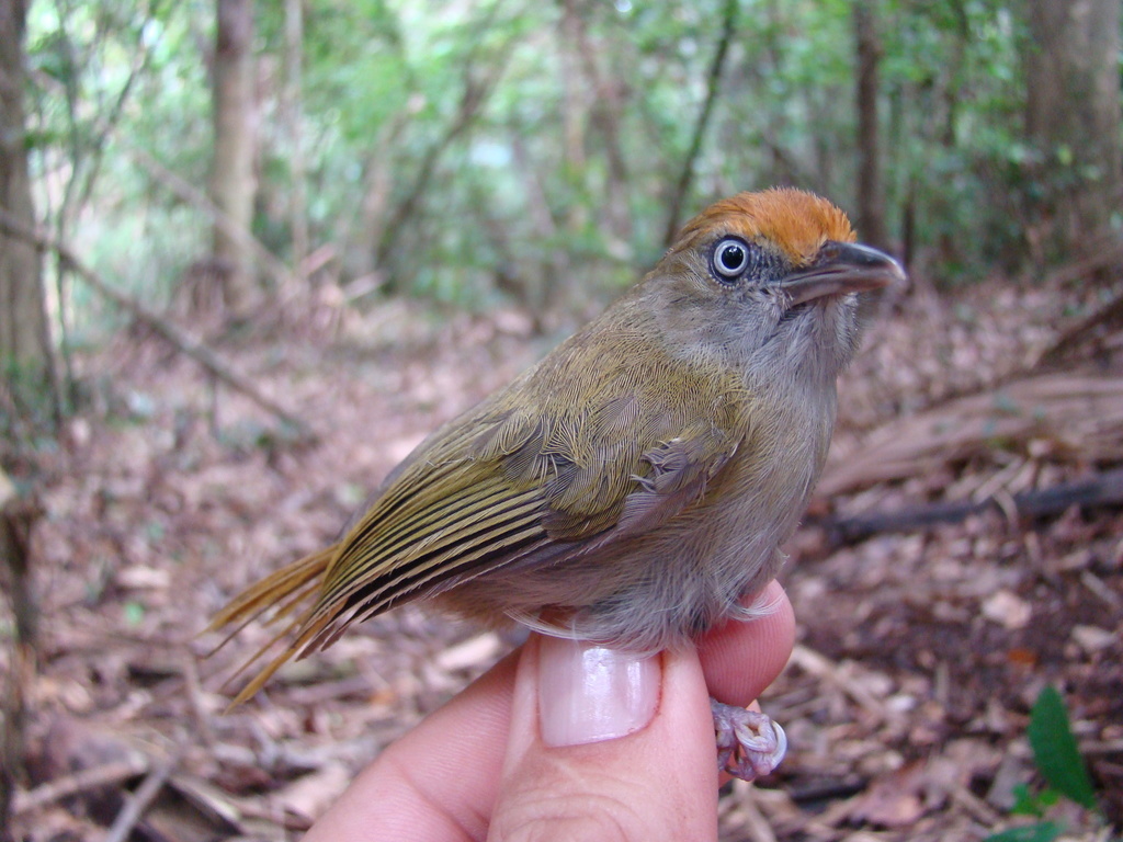 Verdillo Coronileonado, Tunchiornis ferrugineifrons