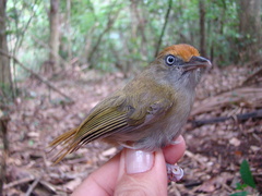 Tunchiornis ochraceiceps