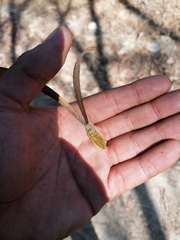 Gyrocarpus mocinoi