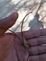 Gyrocarpus mocinoi