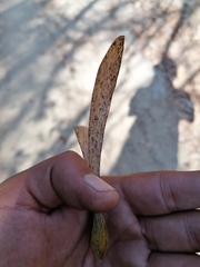 Gyrocarpus mocinoi