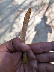 Gyrocarpus mocinoi