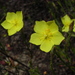 Crocanthemum scoparium - Photo (c) Jill Matsuyama, algunos derechos reservados (CC BY-NC-SA)