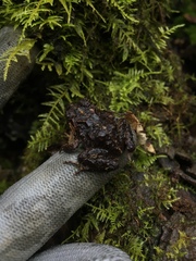 Eupsophus vertebralis