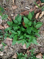 Asystasia gangetica