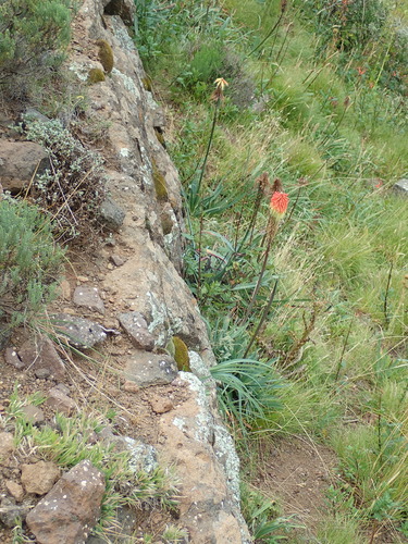 Image of Kniphofia caulescens by no rights reserved