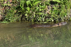 Myocastor coypus