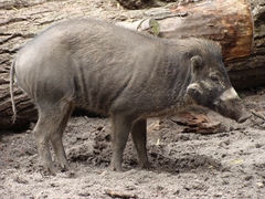 Visayan Warty Pig photo 5