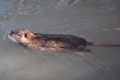 Myocastor coypus