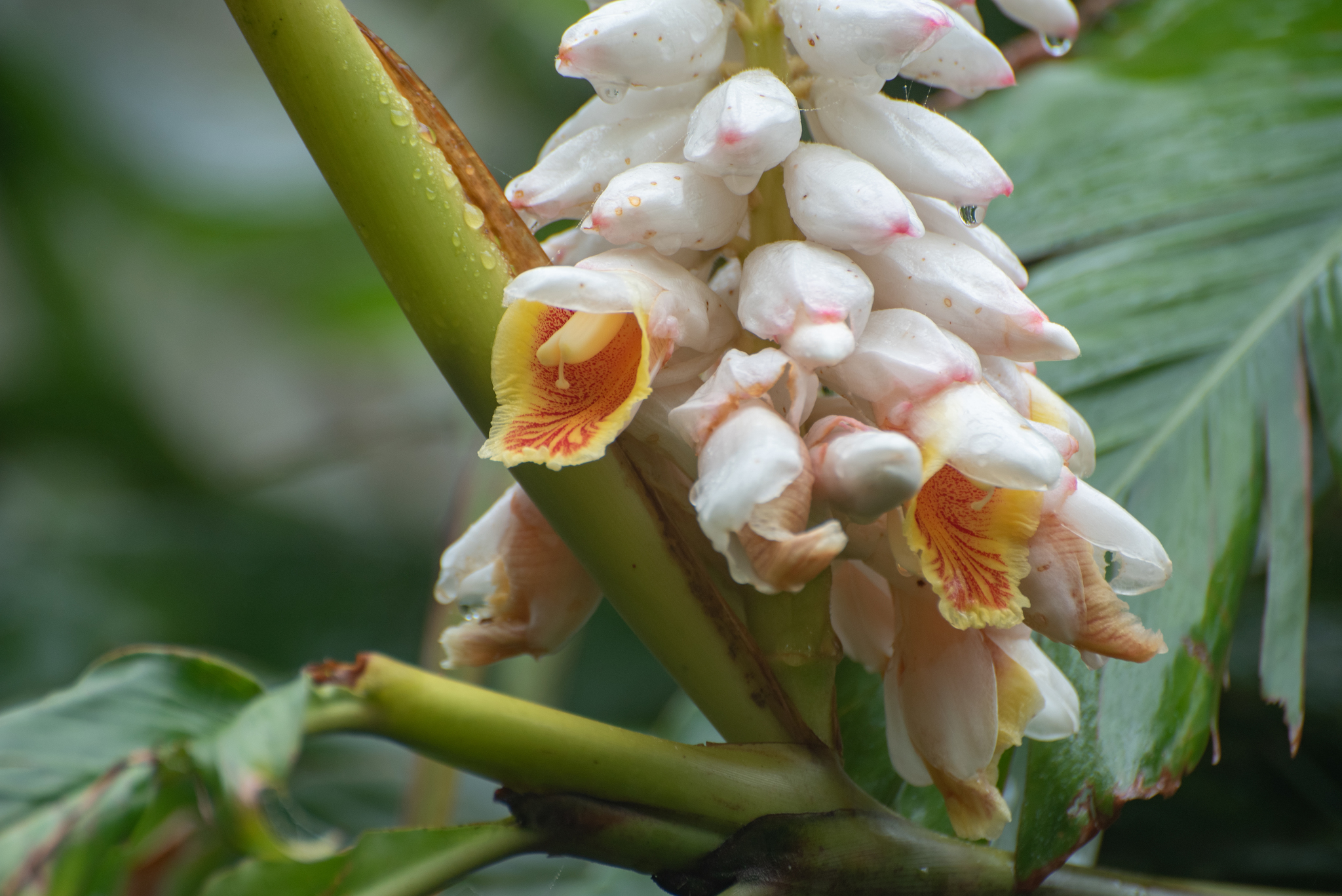 Alpinia uraiensis Hayata 3