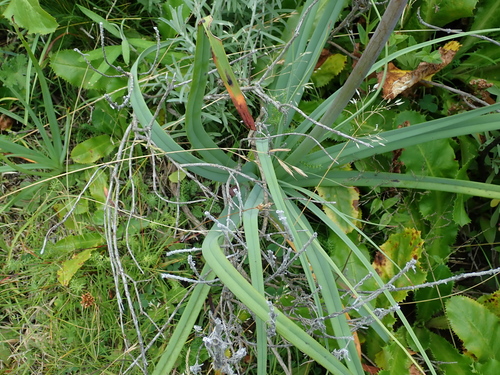 Image of Kniphofia caulescens by no rights reserved