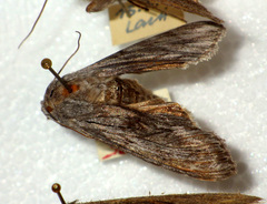 Cucullia lucifuga