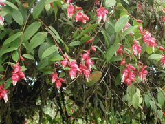 Cavendishia tarapotana