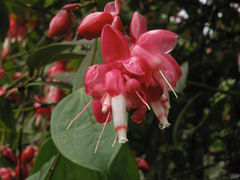 Cavendishia tarapotana