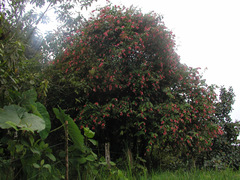 Cavendishia tarapotana