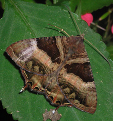 Coronidia leachi