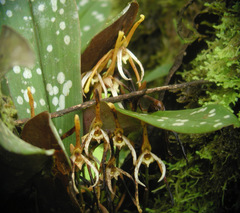 Maxillaria pseudoreichenheimiana