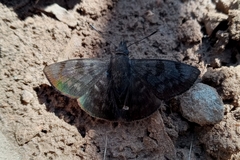 Pellicia